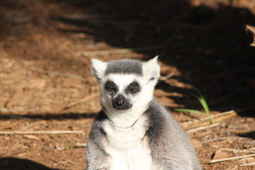 ring tailed lemur