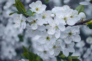 spring background with white flowers. branches of spring flowering trees close-up. background with cherry blossoms.
