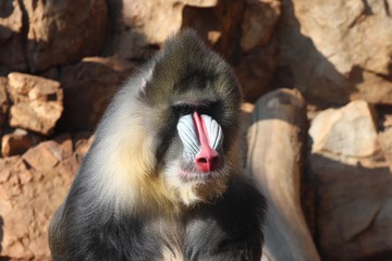 Mandrill