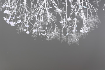 Shadow of tree in gray tone.