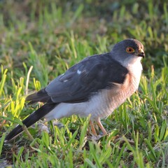 Sparrowhawk