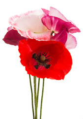 poppies bouquet isolated