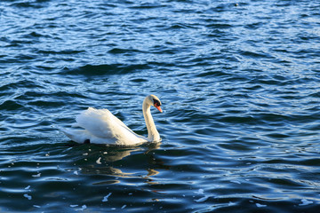 A white swan swimming on the lake