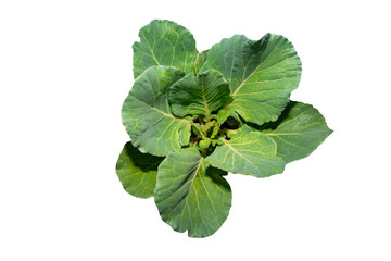Organic chinese kale vegetable isolate white background for good healthy, top view concept, green...