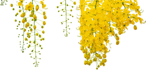 Golden shower flower isolated white background or Indian laburnum tree, yellow petal blossom beauty flowers on summer season, photo for creative disign background, yellow ratchaphruek in Thailand  - obrazy, fototapety, plakaty