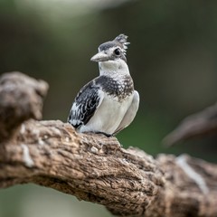 Fototapeta premium Kingfisher