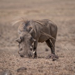 Warthog
