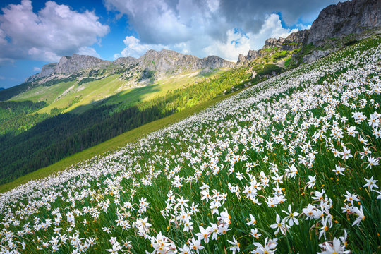 Wonderful white daffodils field on the slopes, Bucegi, Carpathians, Romania