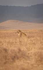 Lioness