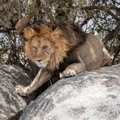 Lion on a rock