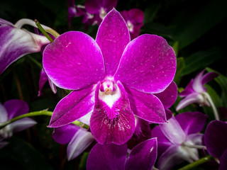 Beautiful orchids at the National Orchid Garden in Singapore.