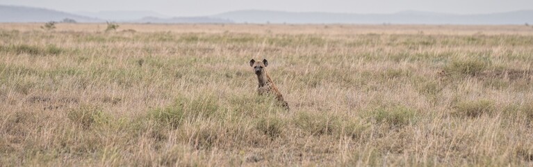 Hyena 