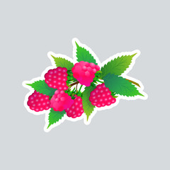 fresh juicy raspberry icon tasty ripe fruits sticker healthy food concept vector illustration