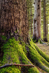 Trees and moss in a forest in Portland, Oregon