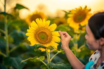 Beautiful sunflower in field on daytime for travel season 