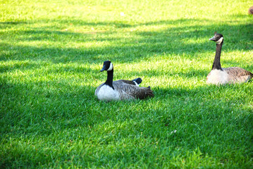 Canadian Geese on Grass