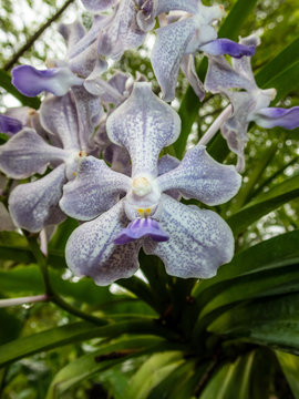 Beautiful orchids at the National Orchid Garden in Singapore.