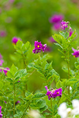Violet potato flowes in nature