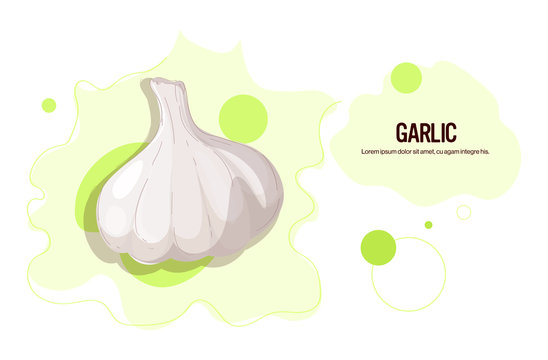 fresh gurlic sticker tasty vegetable icon healthy food concept horizontal copy space vector illustration