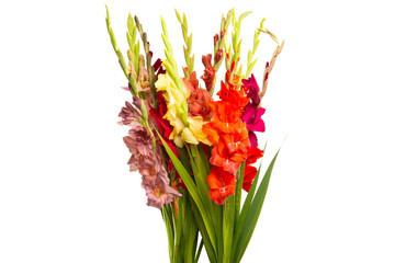 bouquet of gladioli isolated