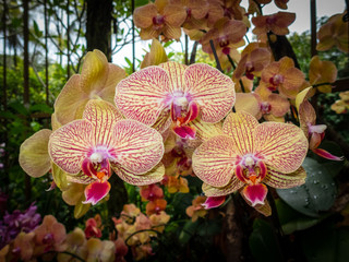 Beautiful orchids at the National Orchid Garden in Singapore.