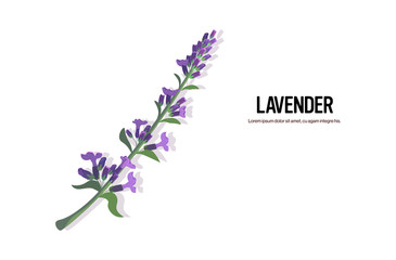 Obraz premium realistic lavender twig tasty fresh tea herb healthy food concept horizontal copy space vector illustration