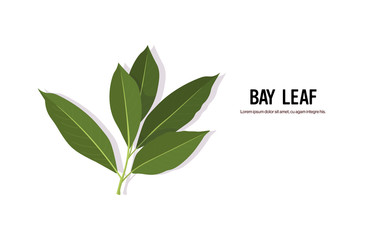 realistic bay leaf twig tasty fresh herb green leaves healthy food concept horizontal copy space vector illustration
