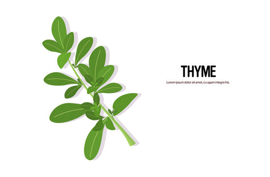 realistic thyme twig tasty fresh herb green leaves healthy food concept horizontal copy space vector illustration