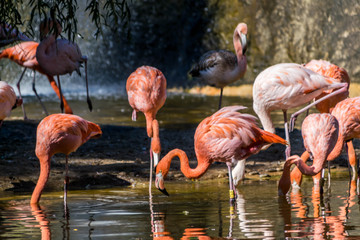 Flamants roses.	