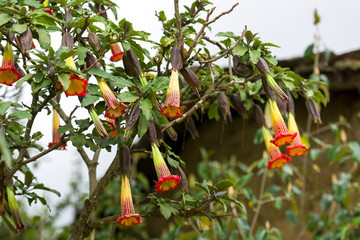 Closeup of Floripondio flowers in nature