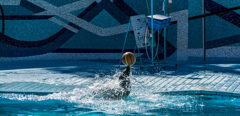 Otarie.  © Bernard GIRARDIN