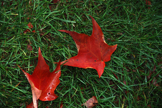 Autumn Leaves on Green Grass