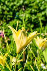 Blooming yellow lily on a flowerbed at summer