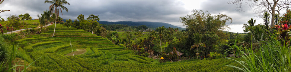 Beautiful rice field of Jatiluwih, Unesco heritage in Indonesia