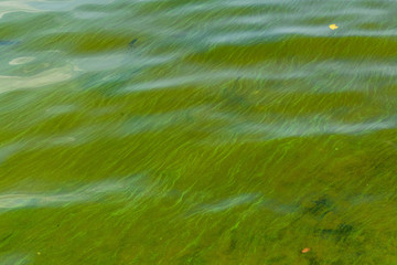 Green algae pollution on the water surface. Ecological concept