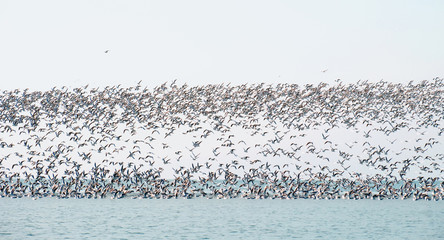 Flock of flying seagulls over the sea