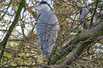 Two herons in the tree