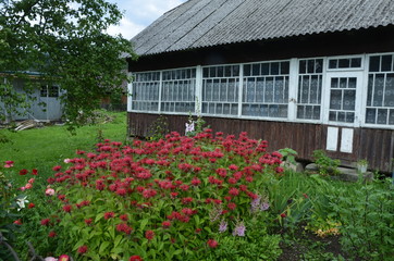 Monarda didyma (Scarlet beebalm) blooming in the garden