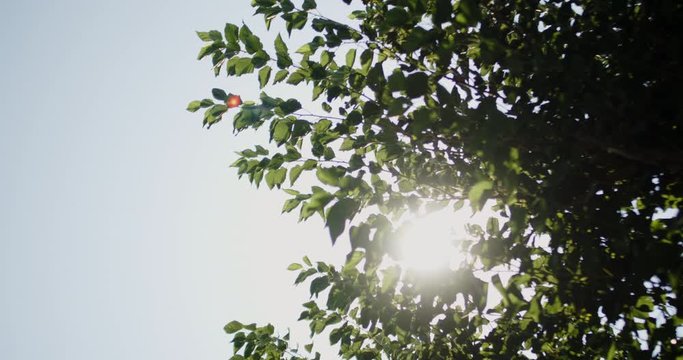 leaf motion depend on wind at garden