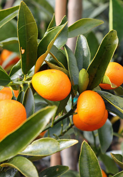 small citrus fruits called kumquats on the orchard