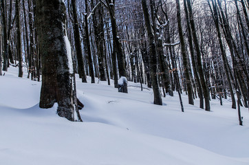 las zimą Bieszczady © wedrownik52