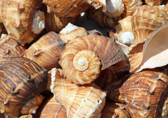 snail-shaped marine shells for sale in the souvernir stall