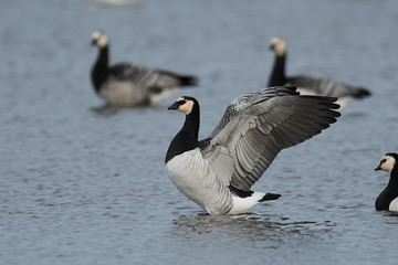 Barnacle goose (Branta leucopsis)