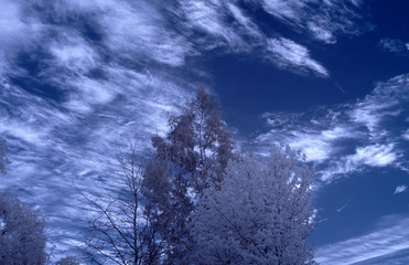 Infrared image of trees with high level cirrus clouds in background. Blue and red channels have been swapped in processing