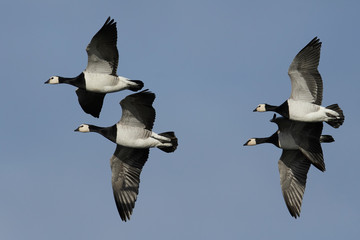 Barnacle goose (Branta leucopsis)