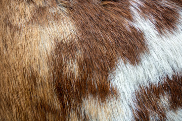 Texture of goat skin