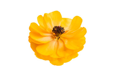 ranunculus flower isolated