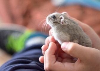 Kid holding a cute grey hamster, children and pets. stock photo