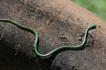 Philothamnus hoplogaster