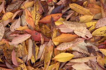 Autumn leaves on floor having fallen from a Cherry Tree (Prunus Avium) creating an abstract pattern and texture.